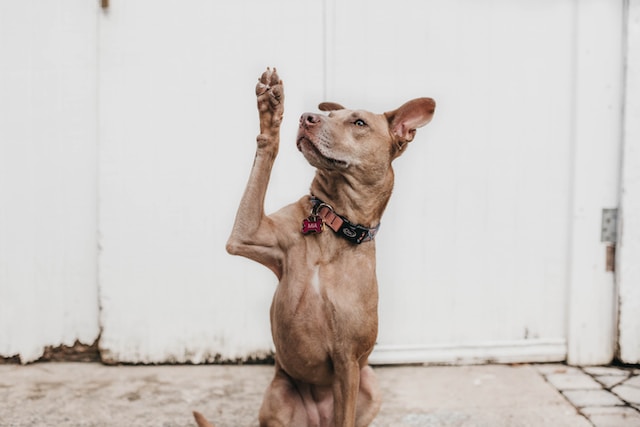 A dog raising its paw as if to ask a question
